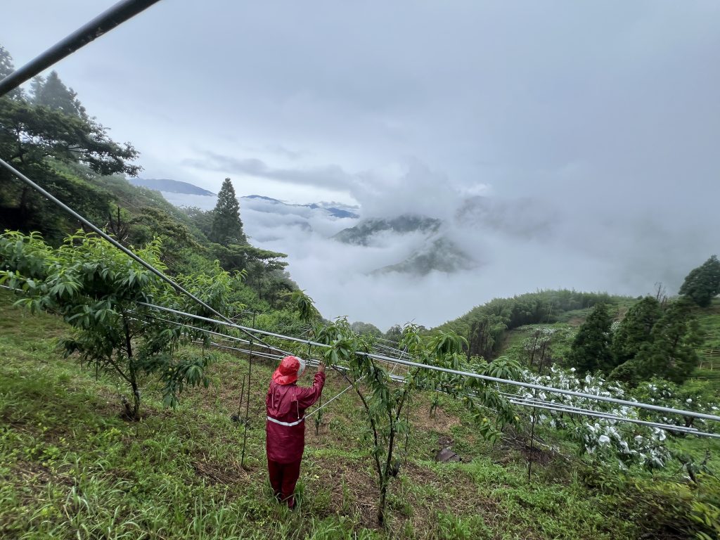 桃園好農 14台得利卡行動直銷車加入推廣行列產地直送拉拉山媽媽桃 楊梅農會仙草彩繪車現身中華汽車