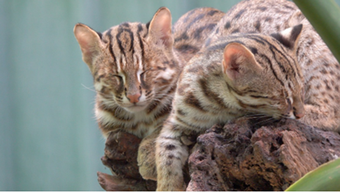 和泰集團攜手守護台灣石虎｜原生動物守護計畫五年有成 持續推動生態共好